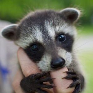 Meet your Posher, Randy